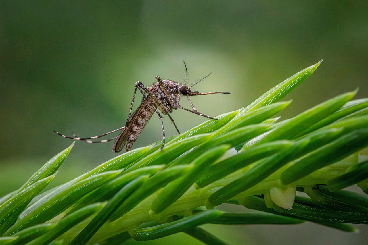 Vietiniai Chikungunya karščiavimo atvejai, aptikti Prancūzijoje
