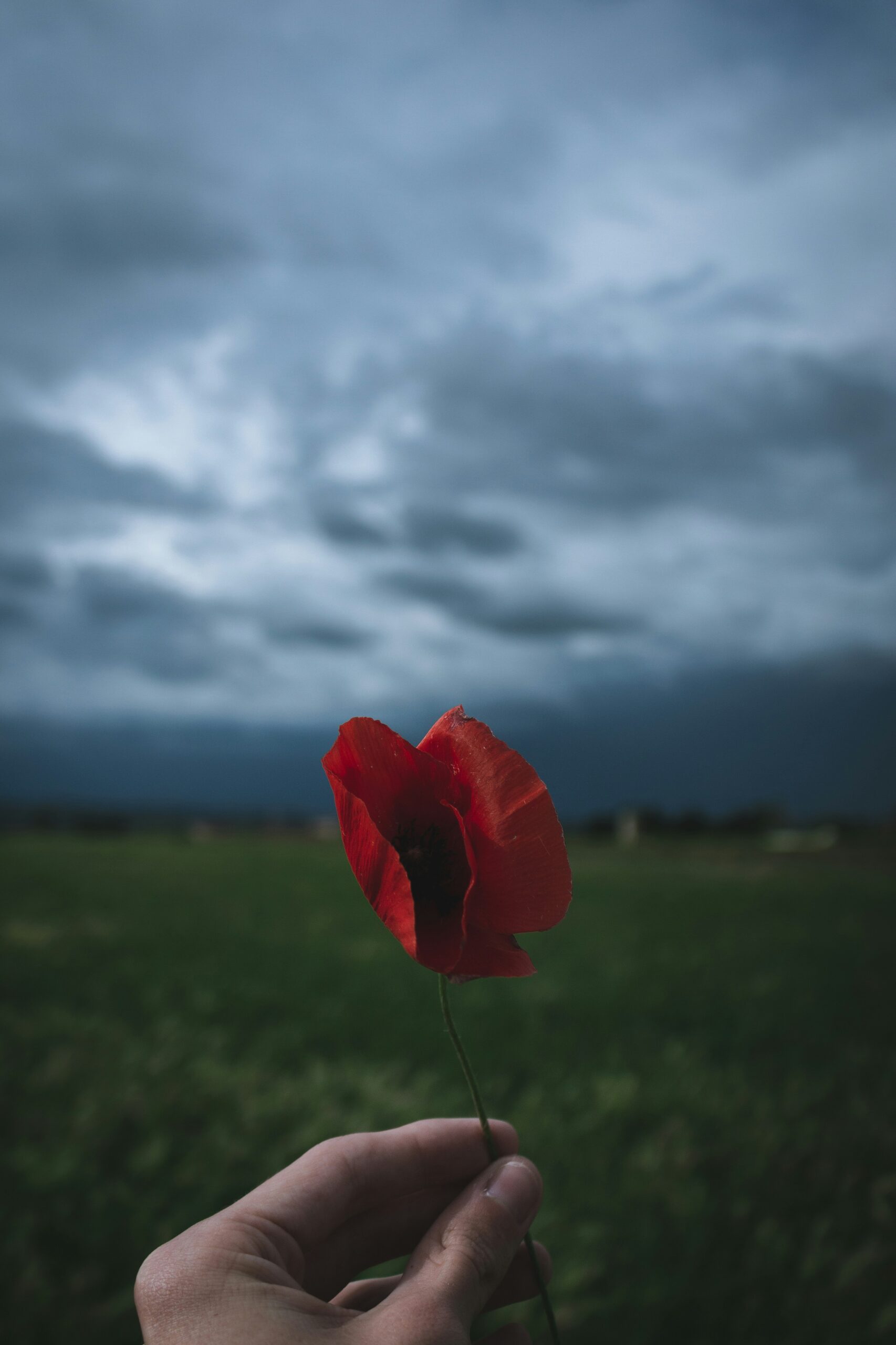 Kasmetinis aguonų apeliacinis skundas, kurį paskelbė Britų legionas