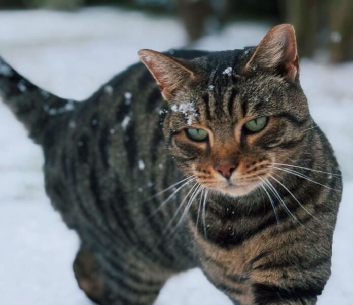 Ketvirtadienį numatomas užsitęsęs sniegas ir stingdantis lietus – vietomis stiprus ledo susidarymas