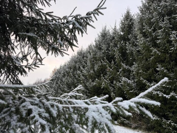 Šerkšnas, sniegas ir slidūs keliai: kokių orų laukti artimiausiomis dienomis